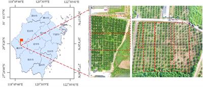 Evaluation of the deposition and distribution of spray droplets in citrus orchards by plant protection drones